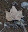 Winter Frost on a Sycamore Leaf