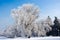 Winter frost tree