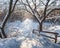 Winter frosted trees lit by the morning sun.