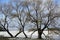 Winter frosty day in January. Tall willows on the shore of the lake under the ice.