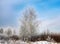 Winter frozen birch tree