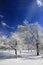 Winter Frozen forest in snow