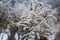 Winter frozen golden rod. Selective focus