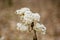 Winter frozen golden rod. Selective focus