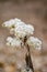 Winter frozen golden rod. Selective focus