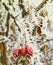 Winter frozen group of rosehip berries covered with ice