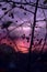 Winter Fruit Tree Silhouette on a Bright Purple Pink Sunset Back