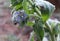 Winter in the garden.Borago officinalis, also known as a starflower, is an annual herb in the flowering plant. Beautiful