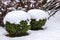 Winter garden with decorative shrubs and shaped yew and boxwoods, Buxus, covered with snow. Gardening concept.