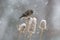 Winter Goldfinch on Teasel