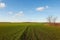 Winter grain crops green field background