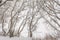 Winter graphics. Frozen branches of trees in winter nature