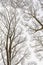 Winter graphics. Frozen branches of trees in winter nature