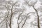 Winter graphics. Frozen branches of trees in winter nature