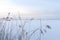 Winter Grass on a Misty Snowy Field