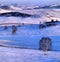 Winter grassland scenery