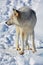 In winter gray or grey wolf,