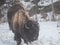 Winter grazing bison