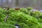 Winter green moss for humidity and forest biodiversity, closeup