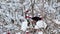 Winter guelder rose snow birds starling 4k
