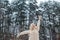 Winter happy girl. Young woman with a smile on a background of a winter forest. Happy vacation in nature. Winter