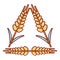 Winter-hardened wheat icon, cartoon style.