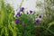 Winter hardy blue asters in the garden in October. Berlin, Germany