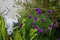 Winter hardy blue asters in the garden in October. Berlin, Germany