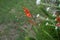 Winter-hardy Crocosmia orange blooms in the garden. Crocosmia, also known as montbretia, is a small genus of flowering plants.