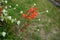 Winter-hardy Crocosmia orange blooms in the garden. Crocosmia, also known as montbretia, is a small genus of flowering plants.