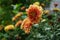 Winter hardy orange chrysanthemums in the garden. Berlin, Germany