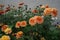 Winter hardy orange chrysanthemums in the garden. Berlin, Germany