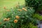 Winter hardy orange chrysanthemums in July in the garden.  Berlin, Germany