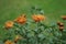 Winter hardy orange chrysanthemums in July in the garden. Germany