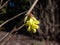 Winter hazel (Corylopsis glandulifera) flowering with nodding racemes of small, bell-shaped pale yellow flowers