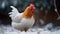 Winter Hen, Made with Generative AI