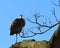 Winter heron standing on one leg in a tree