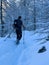 winter hikers climbing uphill trees covered with snow