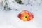 Winter holiday concept: ripe organic jonagold apple in snow and frozen snow covered pine tree twig in forest