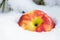 Winter holiday concept: ripe organic jonagold apple in snow and frozen snow covered pine tree twig in forest