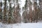 Winter holiday concept. Russian snowy forest. Winter hiking