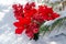 Winter holiday decoration concept: Blooming Holiday Red Poinsettia, Berry bush and frozen snow covered pine tree twigs