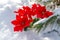 Winter holiday decoration concept: Blooming Holiday Red Poinsettia and frozen snow covered pine tree twigs in forest preserve