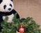Winter holiday decoration: fraser fir table wreath centerpiece with cones, juniper, Christmas tree balls and panda bear