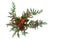 Winter Holly Cedar Cypress and Pine Cone Decoration
