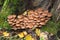 Winter honey agaric Flammulina velutipes Curtis Singer, grows around a stump