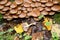 Winter honey agaric Flammulina velutipes Curtis Singer, top view