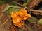 Winter honey agarics