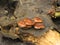 Winter honey agarics