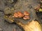 Winter honey agarics